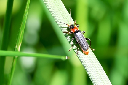 Cantharis fusca-1