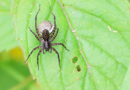 Pardosa saltans