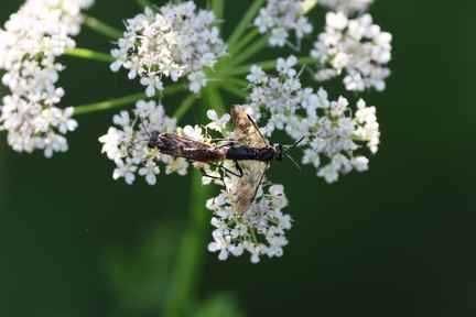 Macrophya montana-4