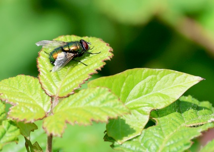 Lucilia sericata