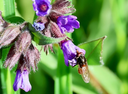 Rhingia campestris