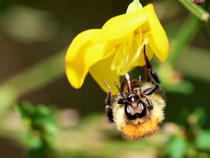 Bombus pascuorum-22
