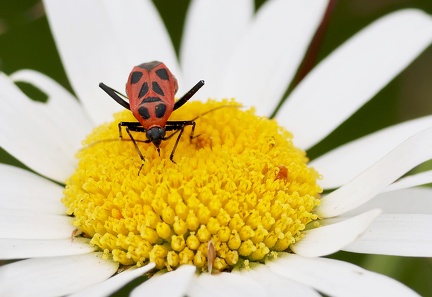 Calocoris nemoralis-1