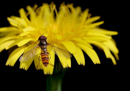 Episyrphus balteatus-4