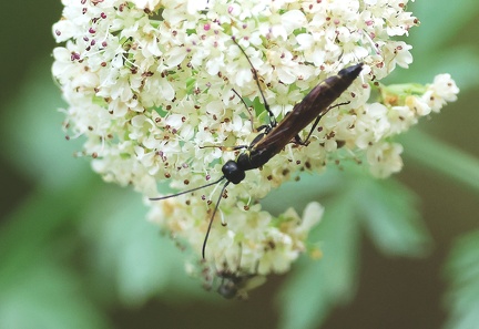 Calameuta filiformis