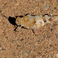 Oedipoda caerulescens-3