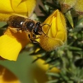 Andrena dorsata-2