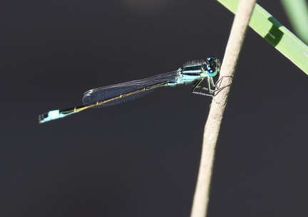Ischnura elegans-2