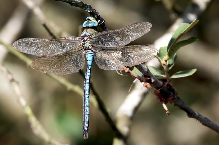 Anax imperator-43