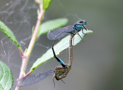 Ischnura elegans-3