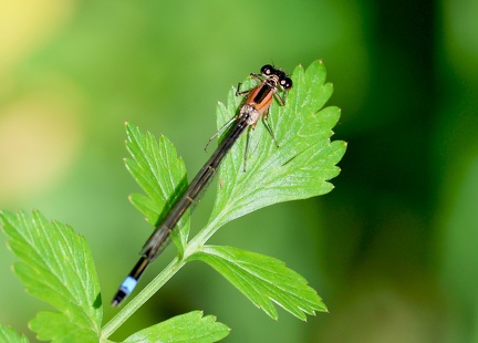 Ischnura elegans-4