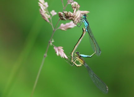 Ischnura elegans-5