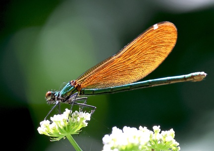 Calopteryx virgo-2