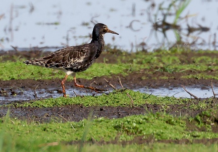 Calidris pugnax-58