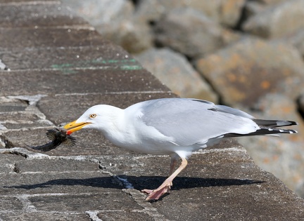Larus michahellis-3