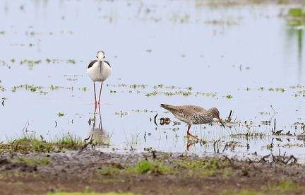 Tringa totanus-5