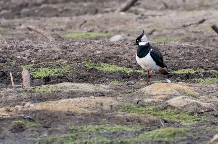 Vanellus vanellus-3
