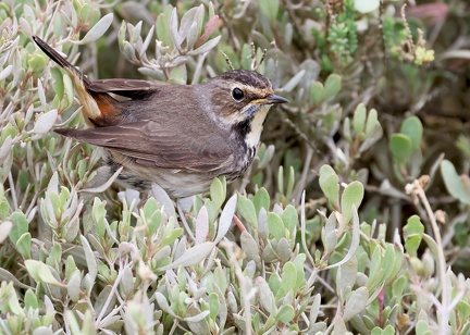 Luscinia svecica-9