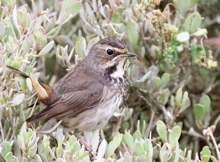 Luscinia svecica-91