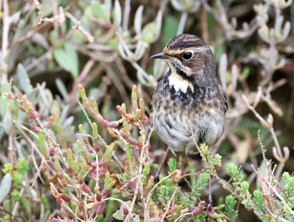 Luscinia svecica-93