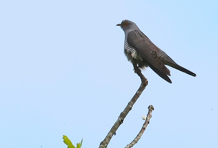 Cuculus canorus-2