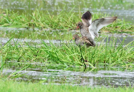 Tringa totanus-5
