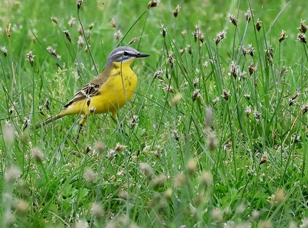 Motacilla flava-4