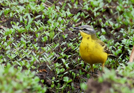 Motacilla flava-41