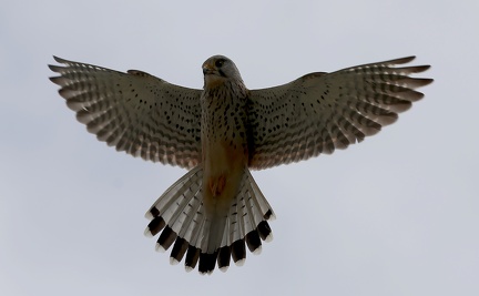 Falco tinnunculus-02