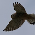 Falco tinnunculus-03
