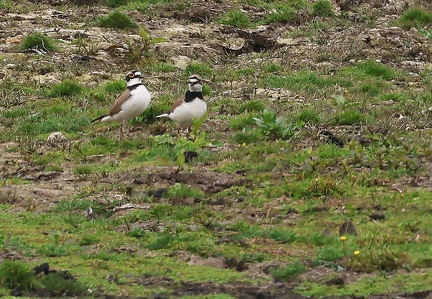 Charadrius dubius