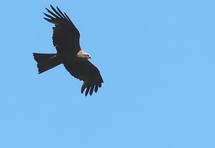 Milvus migrans