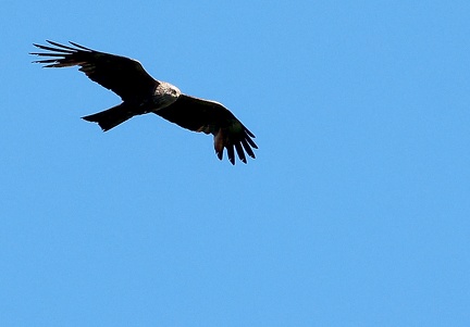 Milvus migrans-1