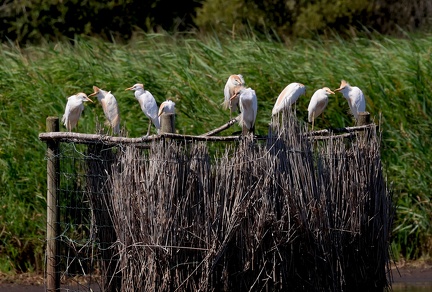 Bubulcus ibis-3