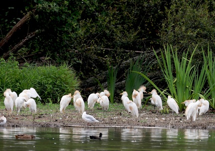 Bubulcus ibis-4
