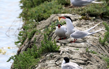 Sterna hirundo-51