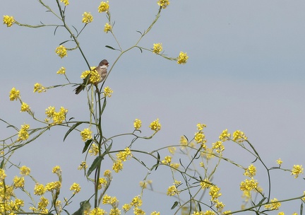 Sylvia communis