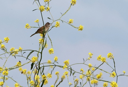 Sylvia communis-1