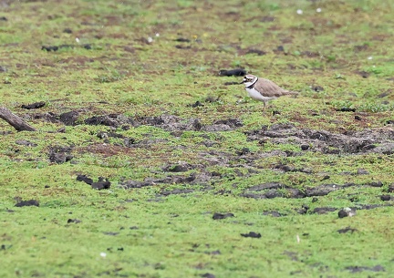 Charadrius dubius-1