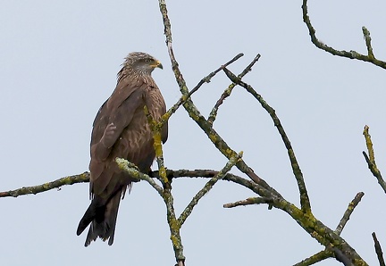 Milvus migrans