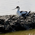 Recurvirostra avosetta-31