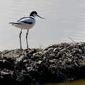 Recurvirostra avosetta-32