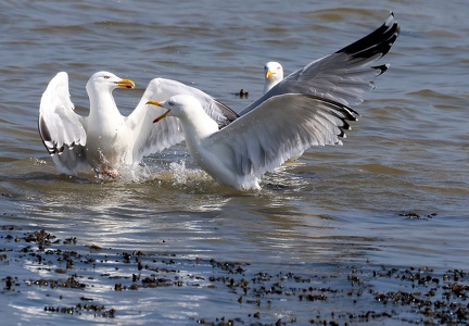 Larus michahellis-2