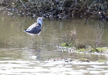 Tringa nebularia-2