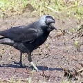 Corvus monedula-1