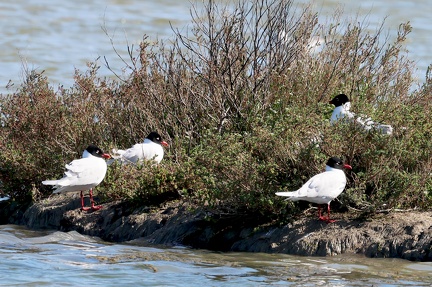 Ichthyaetus melanocephalus-10