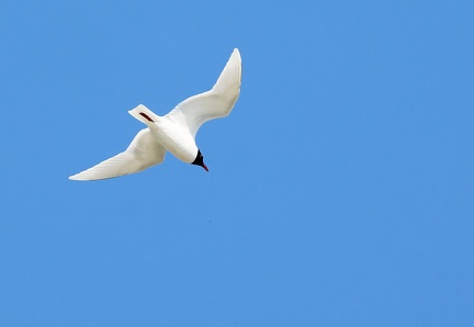 Ichthyaetus melanocephalus-14