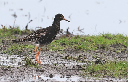 Calidris pugnax-54