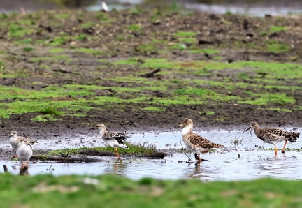 Calidris pugnax-55