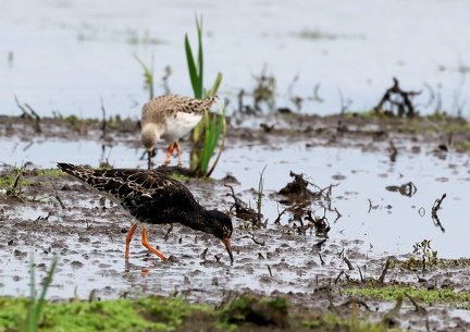 Calidris pugnax-56